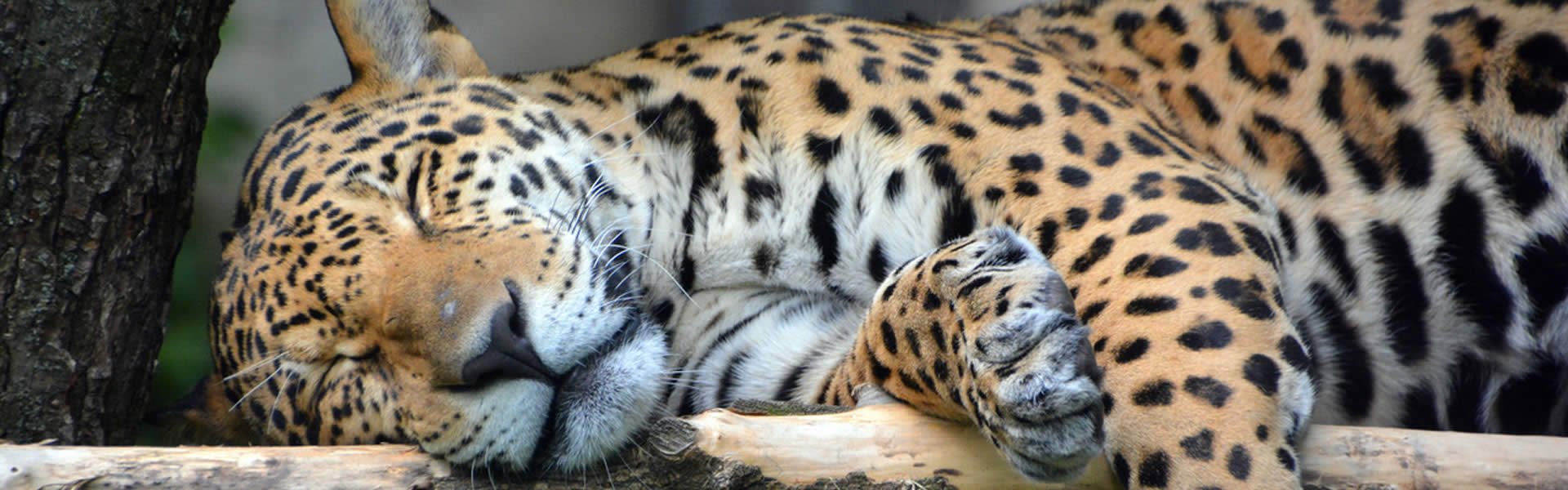 biodiversity the jaguar – Greenoxx Global Enviroment Program